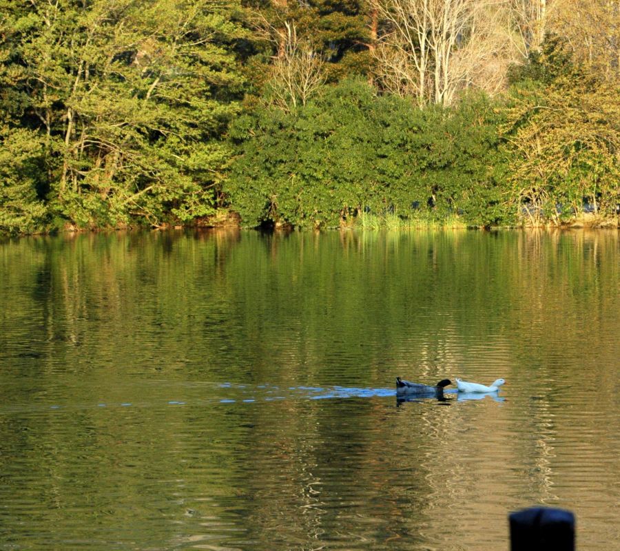 Zaros lake