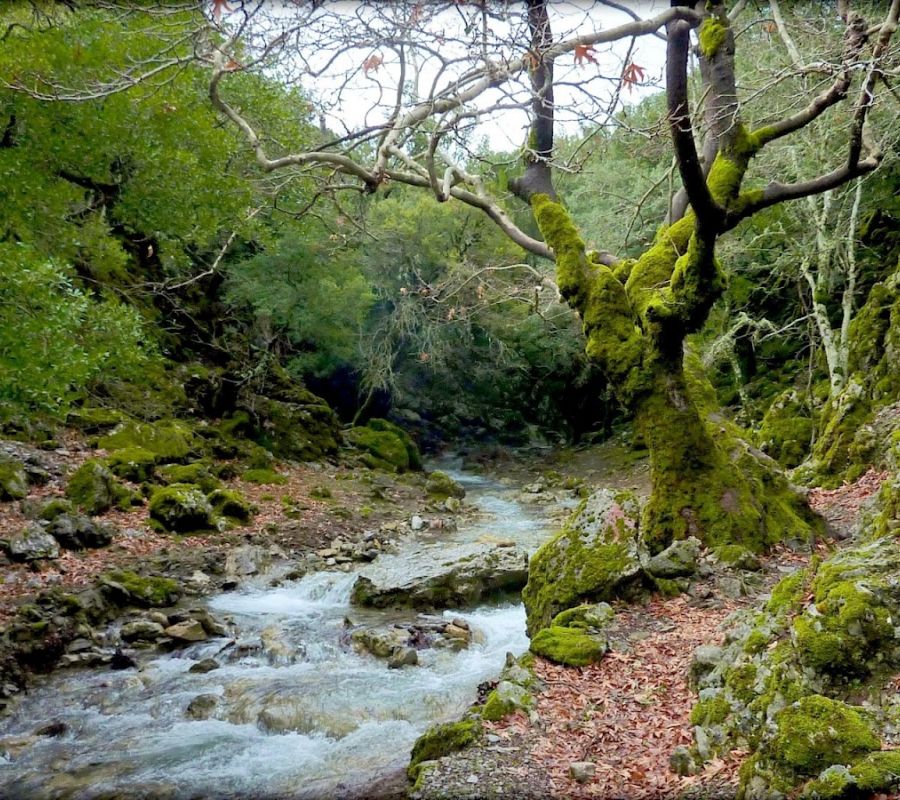 Rouvas forest